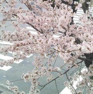 IMG_20170409_105312.jpg
